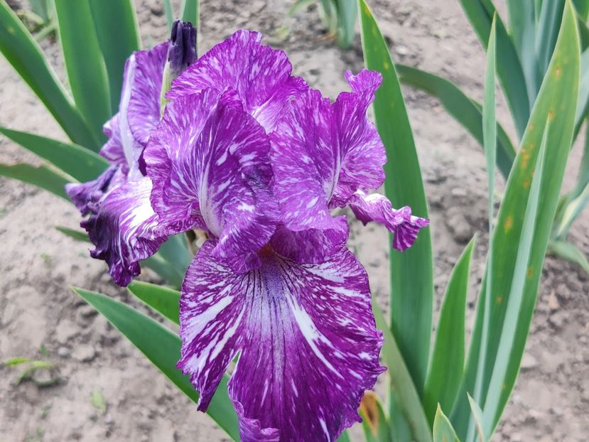 Batik BB - Iriși medii și inalti1