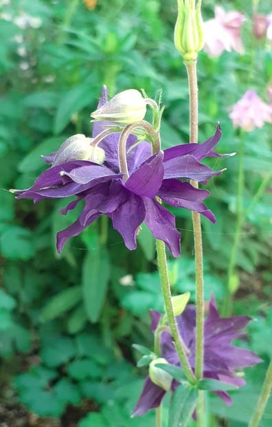  - MAI - luna lui FLORAR