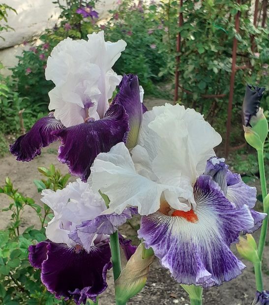 - MAI - luna lui FLORAR