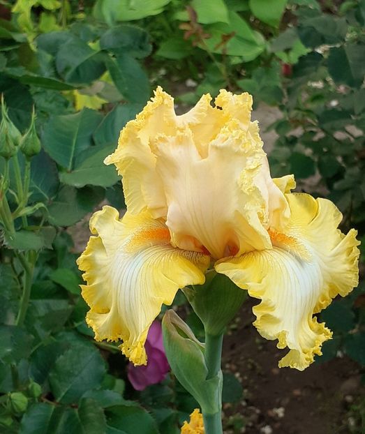  - MAI - luna lui FLORAR