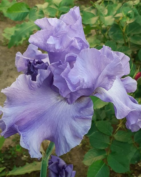  - MAI - luna lui FLORAR