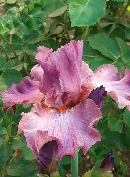  - MAI - luna lui FLORAR