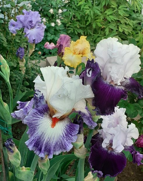  - MAI - luna lui FLORAR
