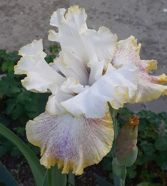  - MAI - luna lui FLORAR