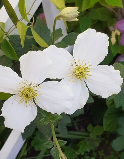  - MAI - luna lui FLORAR
