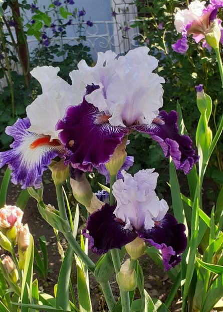  - MAI - luna lui FLORAR
