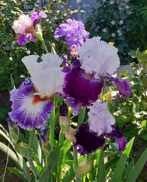  - MAI - luna lui FLORAR