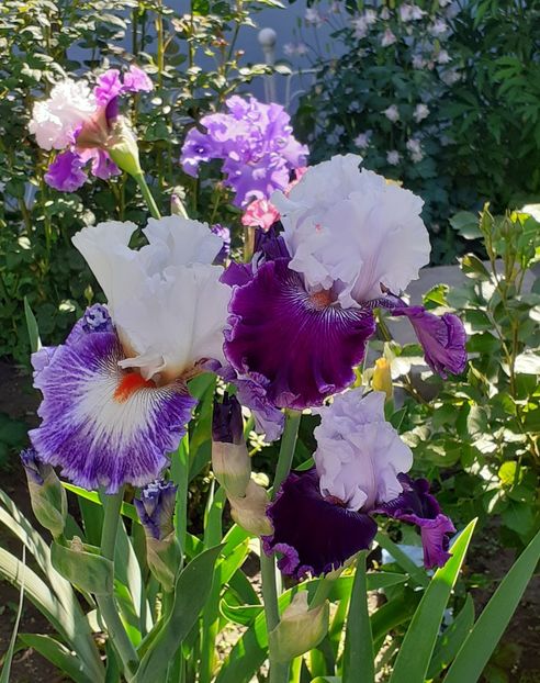  - MAI - luna lui FLORAR
