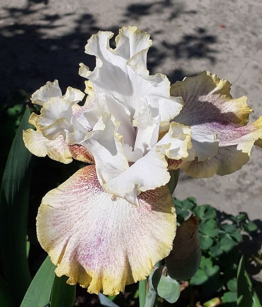  - MAI - luna lui FLORAR