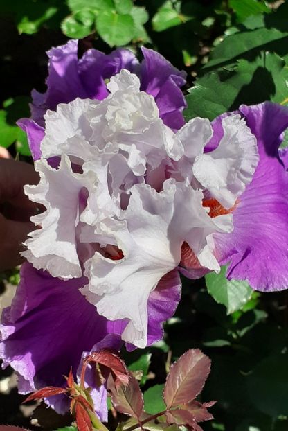  - MAI - luna lui FLORAR