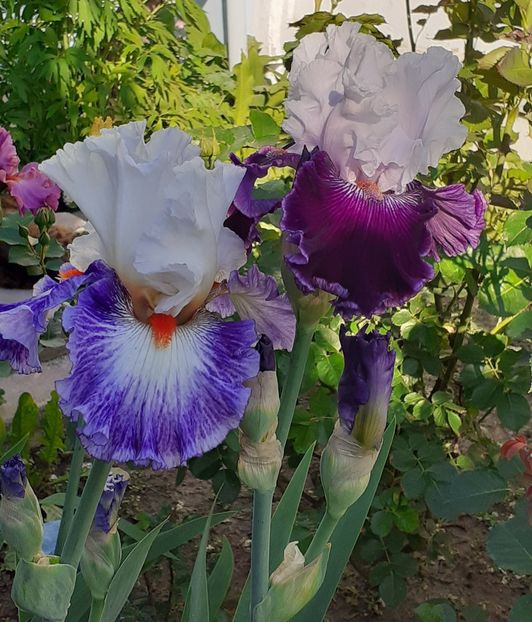  - MAI - luna lui FLORAR