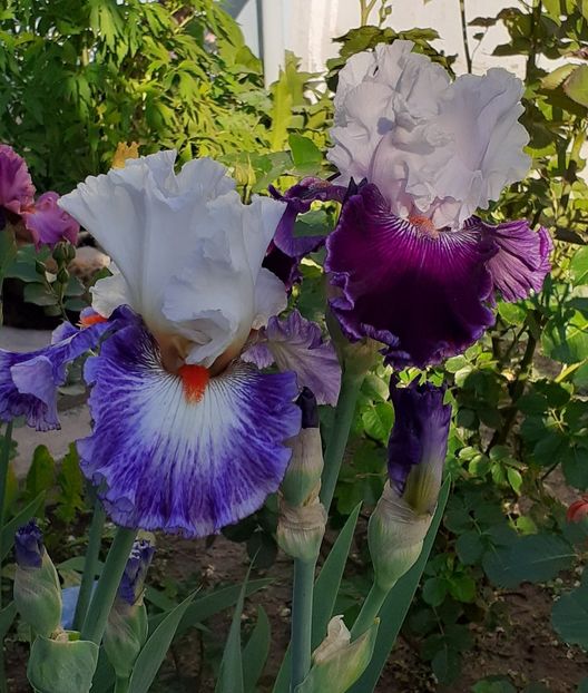  - MAI - luna lui FLORAR