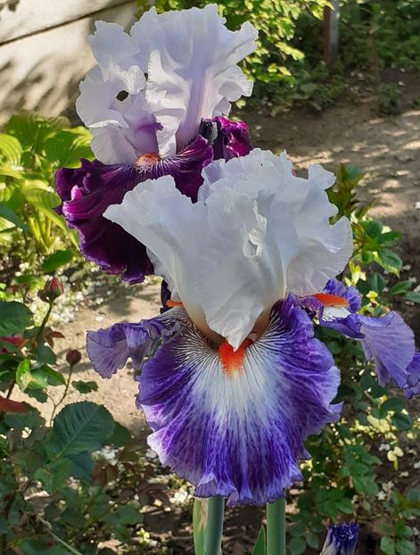  - MAI - luna lui FLORAR
