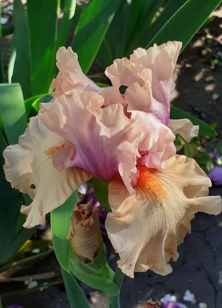  - MAI - luna lui FLORAR