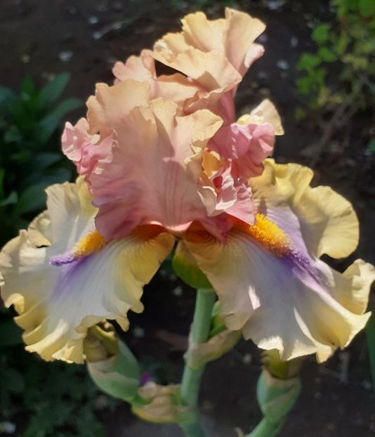  - MAI - luna lui FLORAR