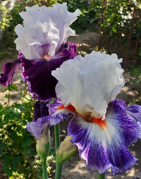  - MAI - luna lui FLORAR