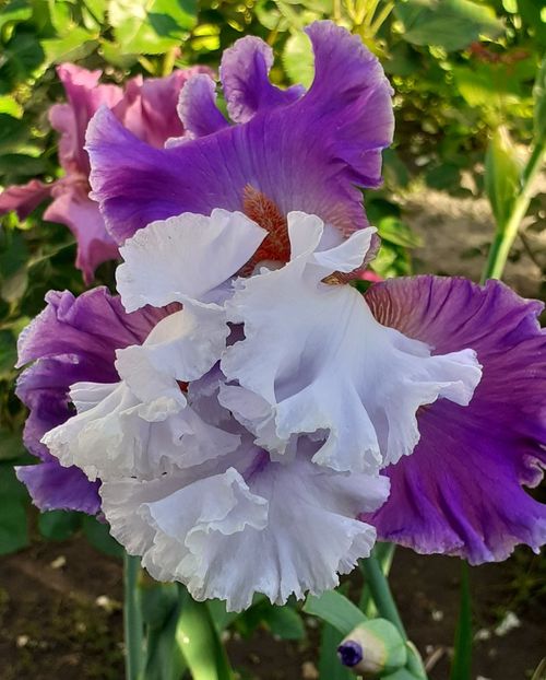  - MAI - luna lui FLORAR