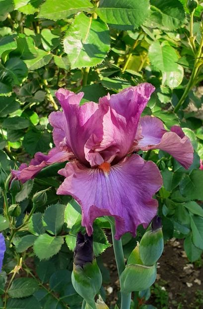  - MAI - luna lui FLORAR