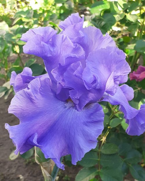  - MAI - luna lui FLORAR