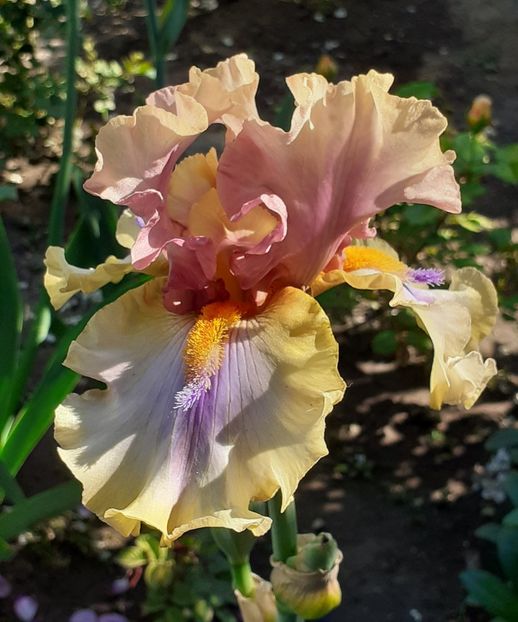  - MAI - luna lui FLORAR