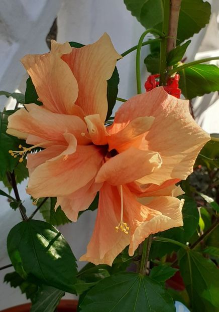  - MAI - luna lui FLORAR