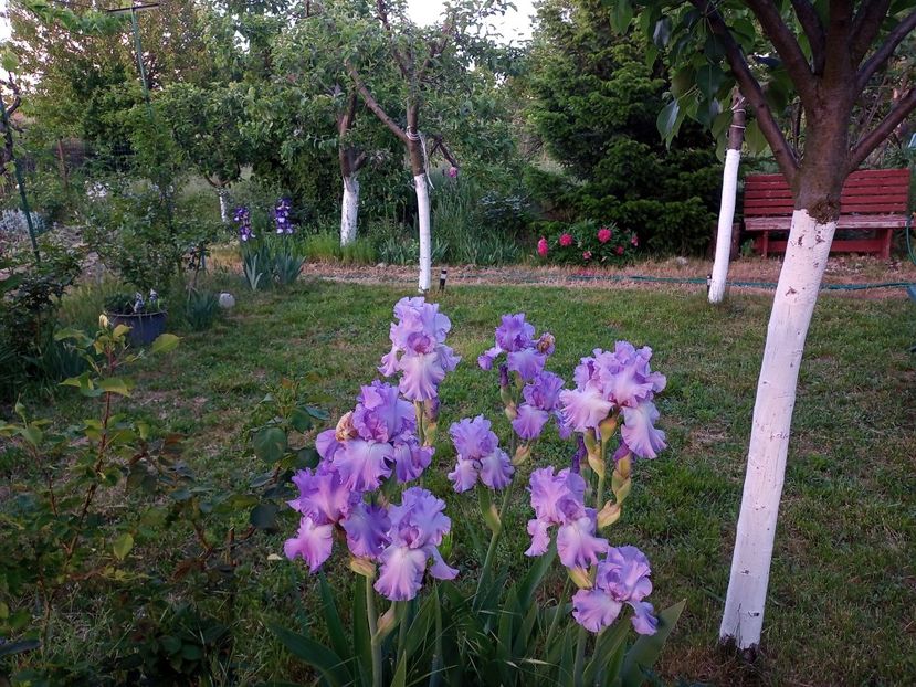  - Irisii si gradina primavara 2022