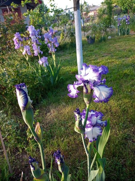  - Irisii si gradina primavara 2022