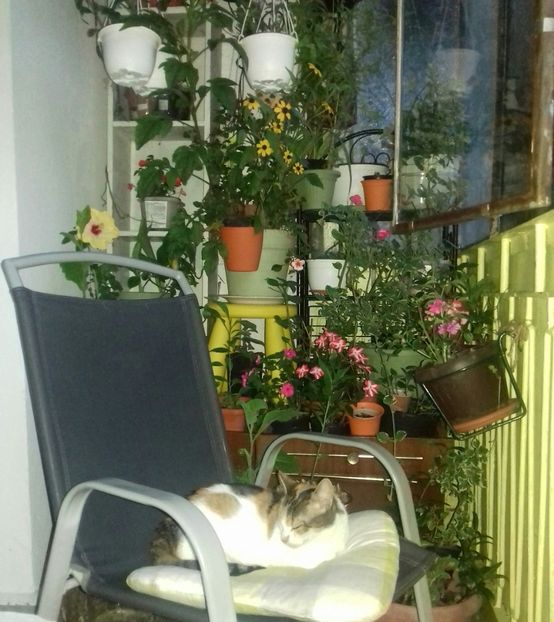 Am si musafiri! ;)) - Linişte şi flori