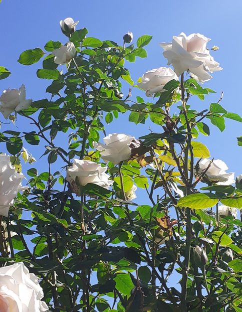  - Swan Lake 2021 - 2022- 2023 - 2024