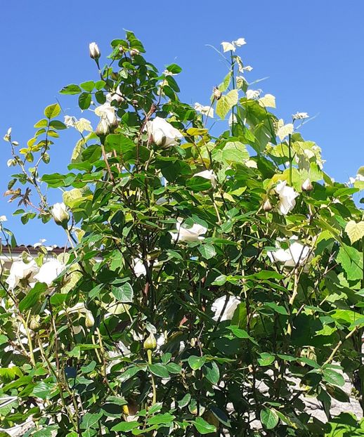  - Swan Lake 2021 - 2022- 2023 - 2024