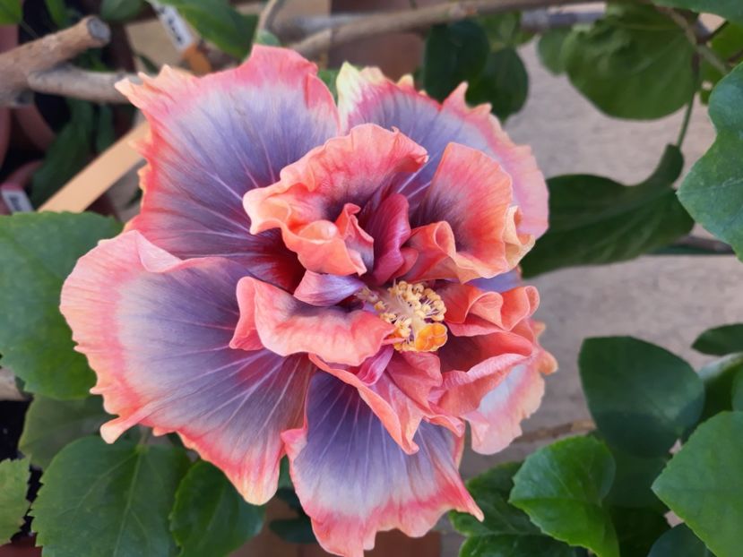  - Hibi Magical Glacier