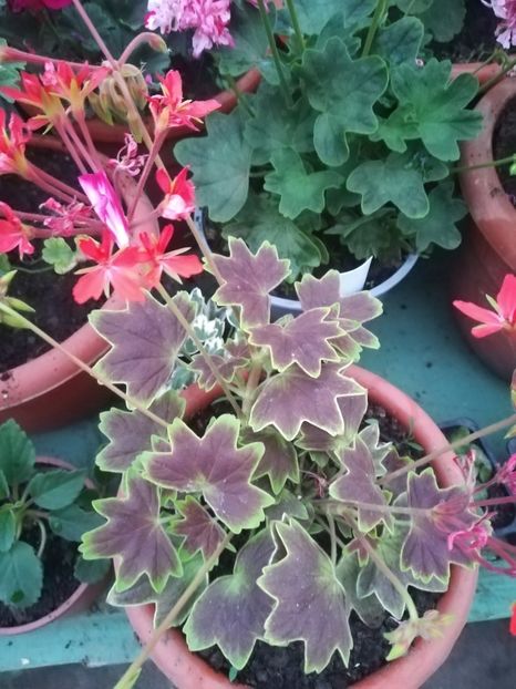 Vancouver Centennial - A-Muscate 2022