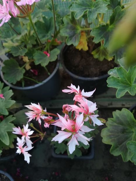 Fairy Fantasy - A-Muscate 2022