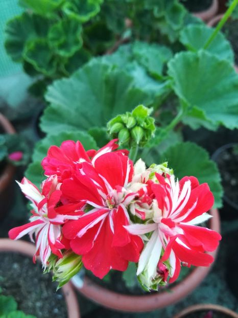 Steyrer Sterndl - A-Muscate 2022