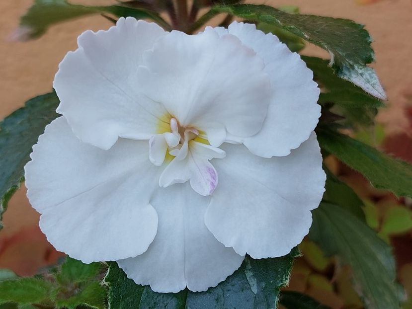 Img. 2022.05.19-V2/22 - Achi din semințe BriDs 2022