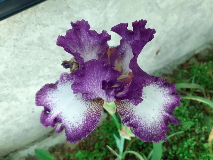 Jesse's song - Iris 2022