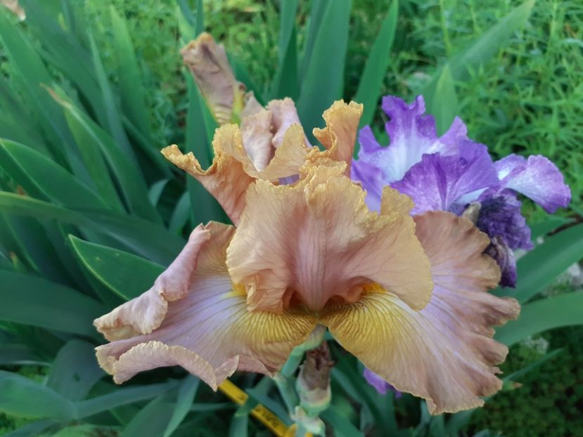 Sheer poetry - Iris 2022