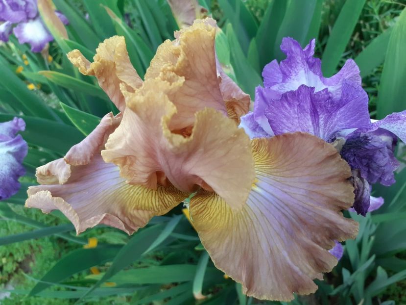  - Iris 2022