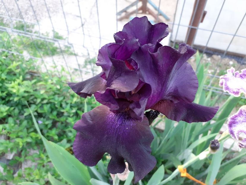 Superstition - Iris 2022