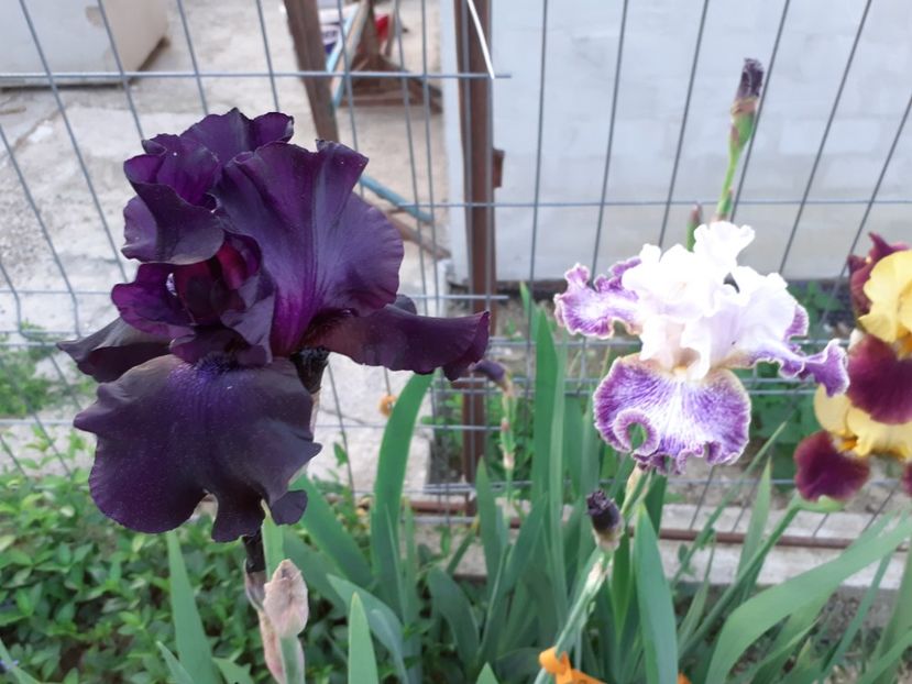  - Iris 2022