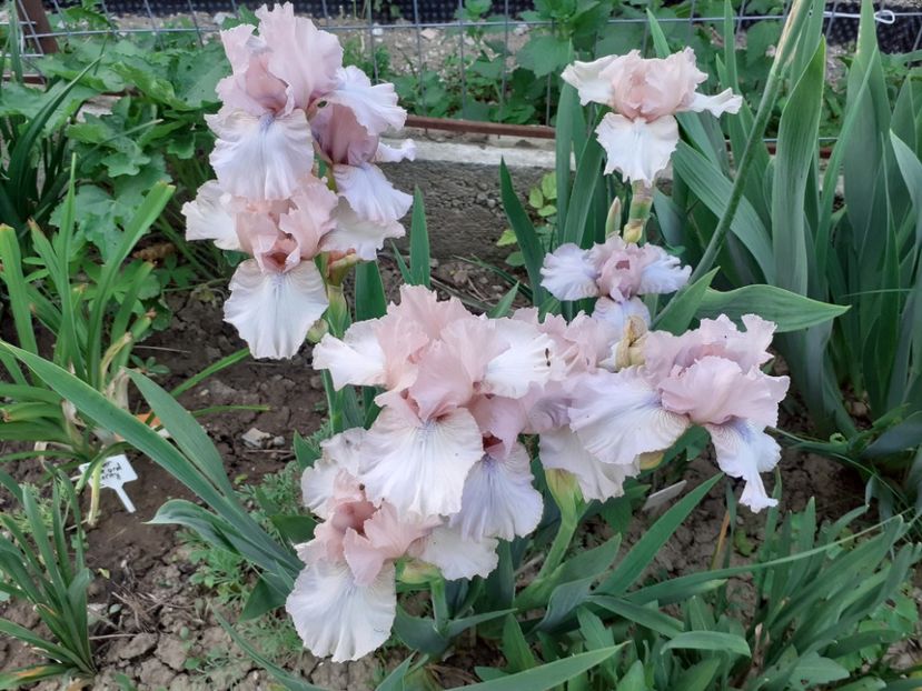 Ballycastle - Iris 2022