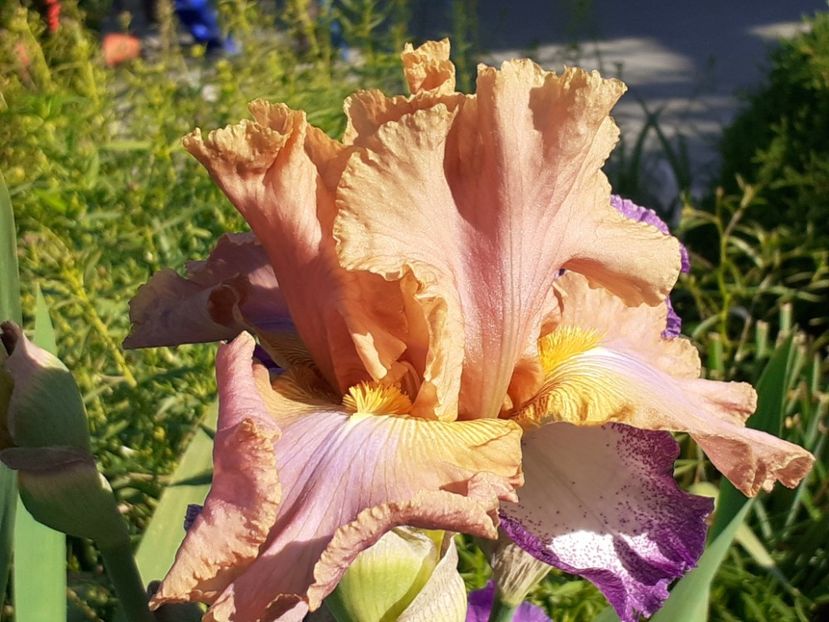 Sheer poetry - Iris 2022