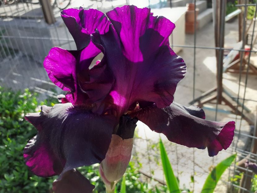 Superstition - Iris 2022