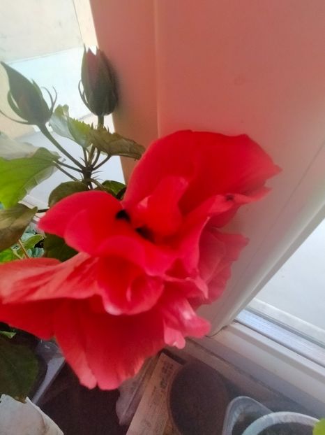 IMG20220522080930 - Hibiscus