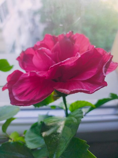 IMG20220514083028 - Hibiscus