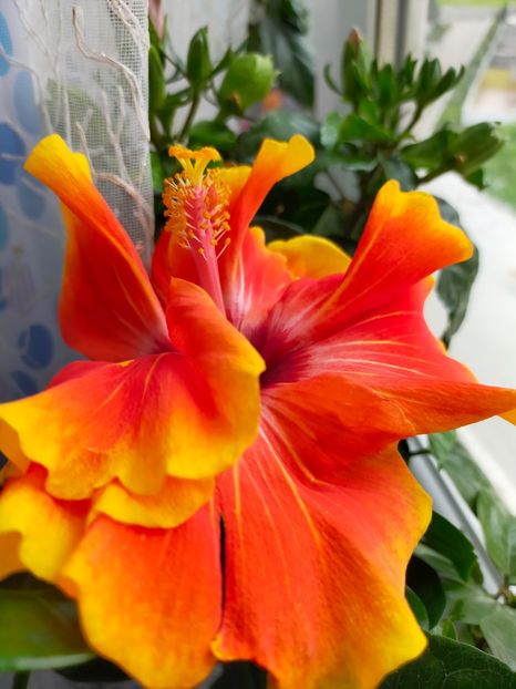 IMG20220429124757 - Hibiscus