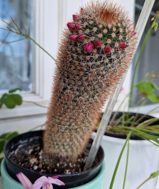 Mammillaria Backebergiana - CACTUSI