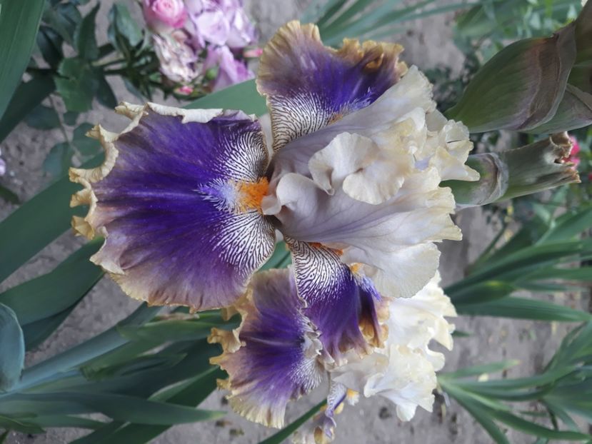 Rare blend - Irisi 2022