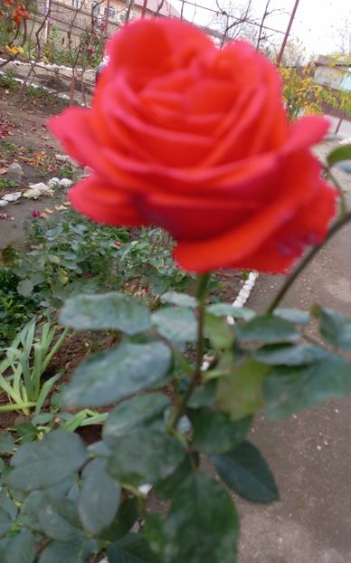  - Trandafiri