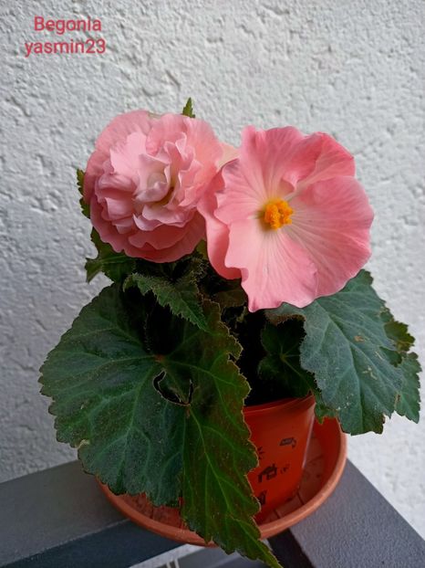 21.05.2022 - X-Begonia